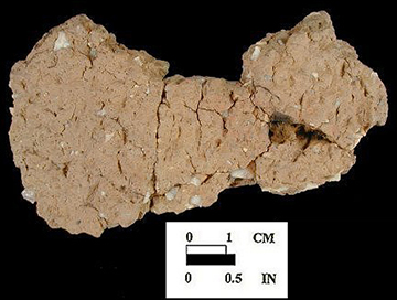 Wolfe Neck exterior surface of mended body sherds, from the Wessel site 18CA21/548.